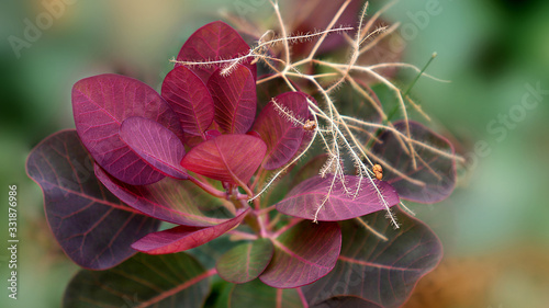 Branch with the dark red leaves and a small part of the inflorescence of plant with called Cotinus coggygria of variety Royal Purple on a blurred background with selective focus.