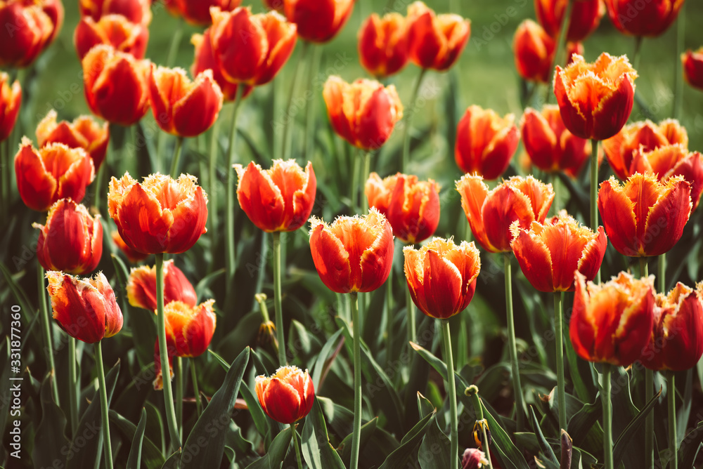 Orange tulip flowers