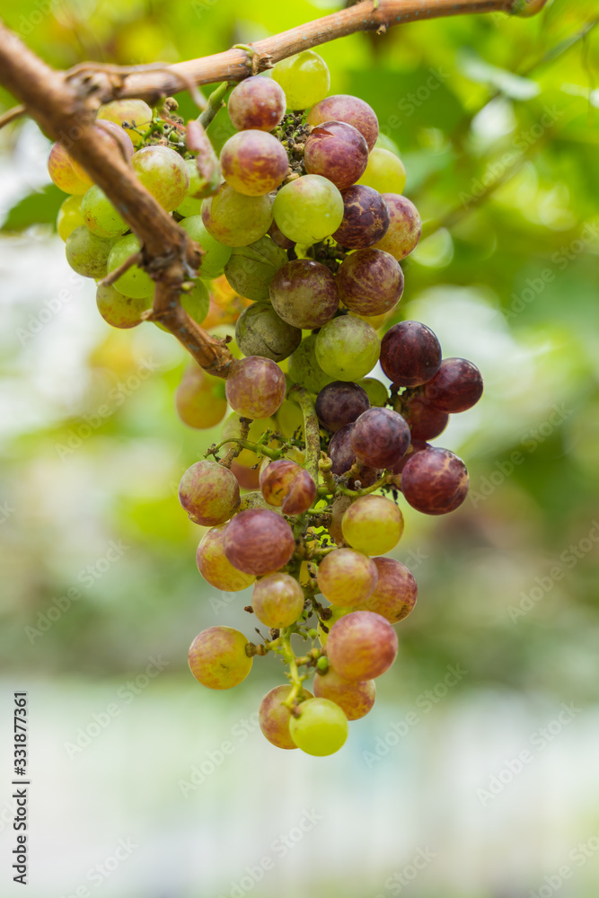 Vineyards in autumn harvest. Ripe grapes in fall Vineyards in autumn harvest. Ripe grapes in fall