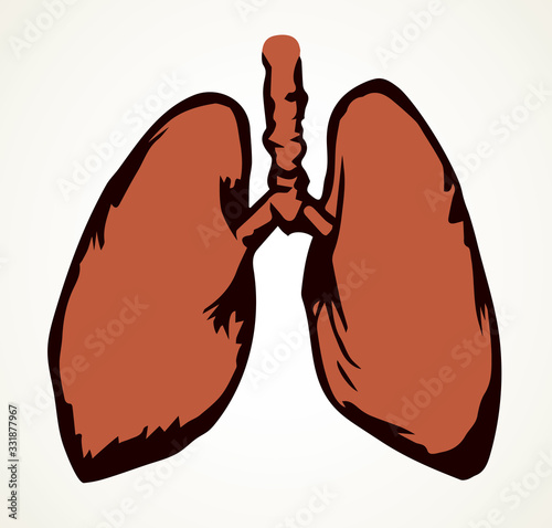 Body organ. Lungs. Vector drawing