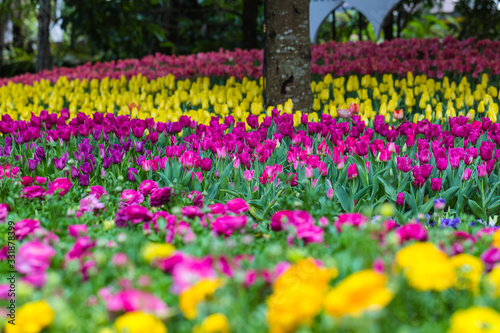 colorful spring flowers in the garden