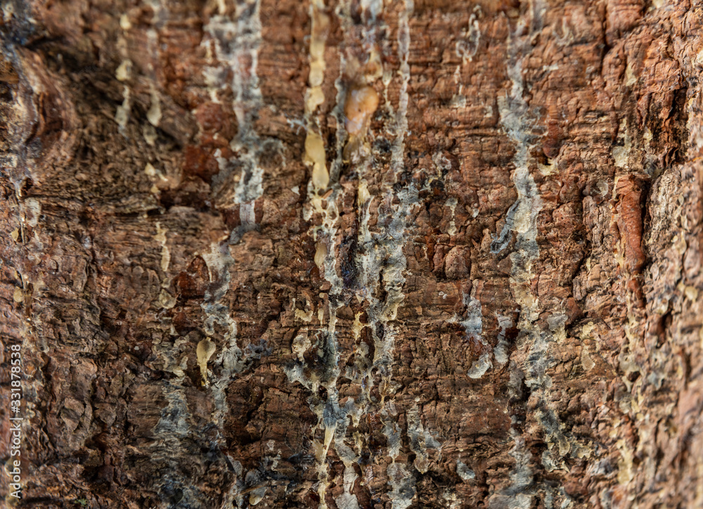 Closeup texture of tree bark with cracks pattern, abstract background Closeup texture of tree bark with cracks pattern, abstract background