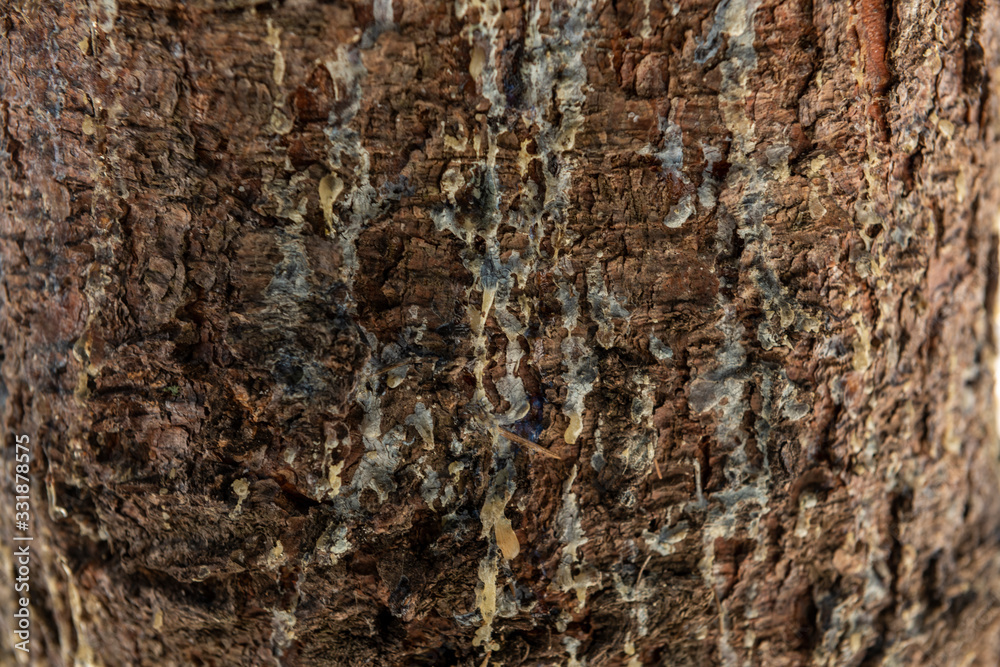 Closeup texture of tree bark with cracks pattern, abstract background Closeup texture of tree bark with cracks pattern, abstract background