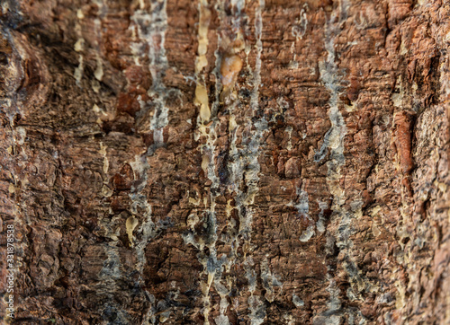 Closeup texture of tree bark with cracks pattern, abstract background