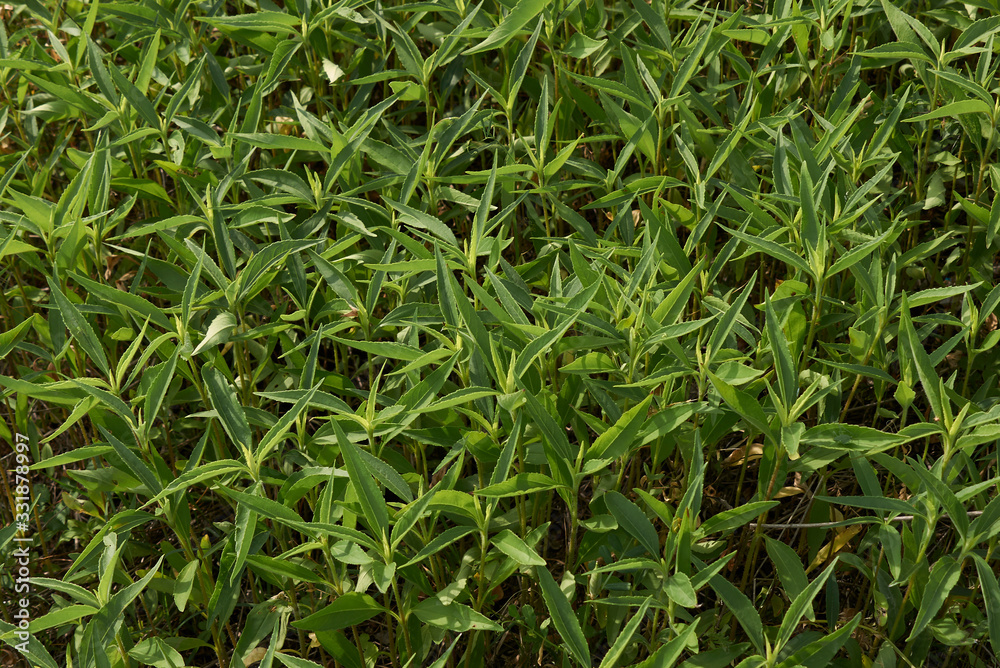 Obraz premium Helianthus tuberosus 