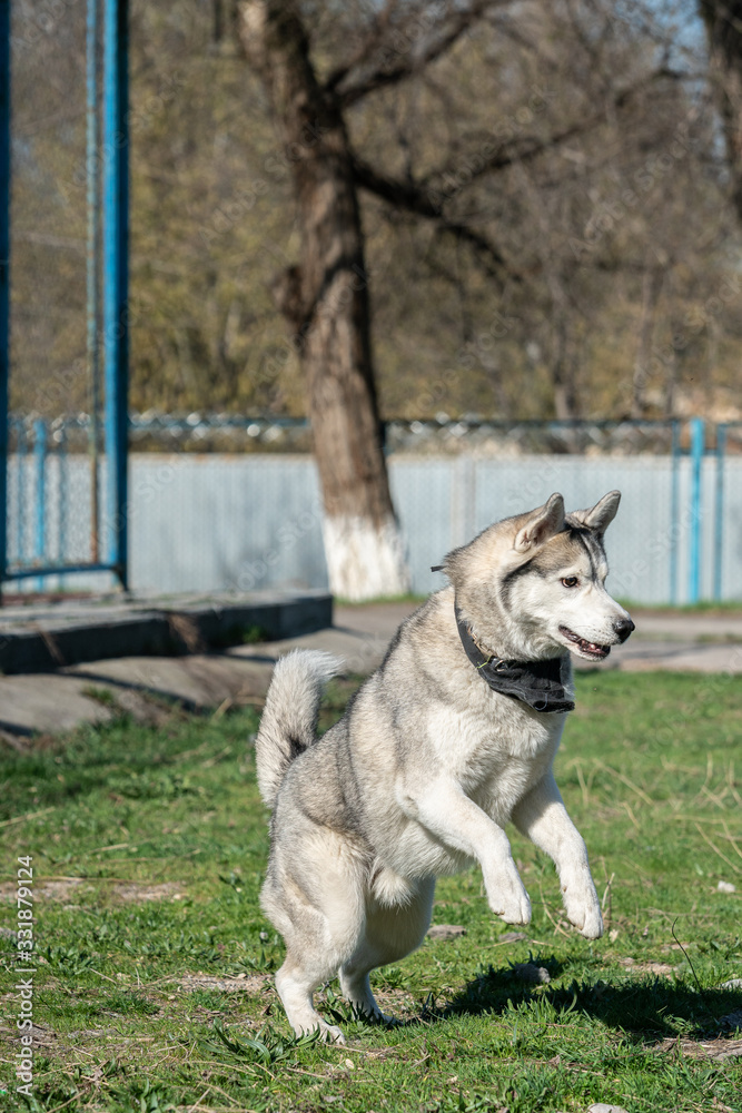 the dog is jumping for the ball. Husky is jumping. Siberian Husky the dog is jumping for the ball. Husky is jumping. Siberian Husky