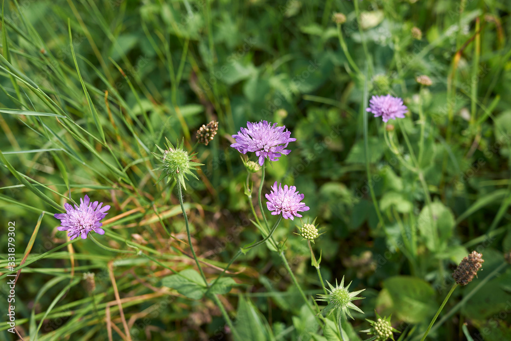 Knautia maxima Knautia maxima