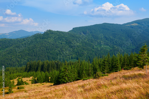 wild nature, summer landscape in carpathian mountains, wildflowers and meadow, spruces on hills, beautiful cloudy sky