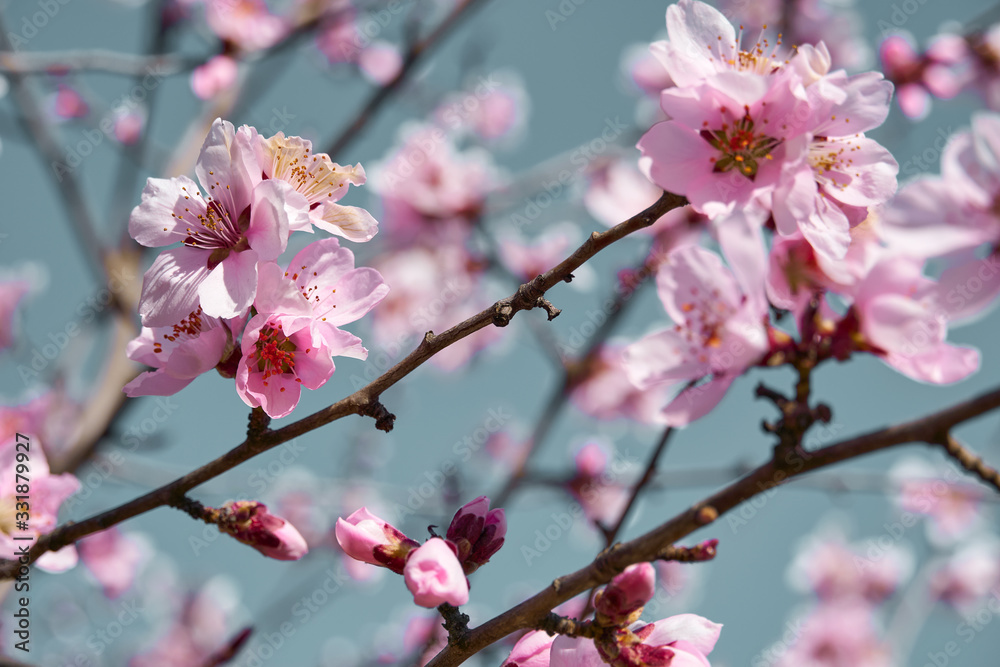 bright pink and white flowers on trees, blooming, spring landscape, beautiful background bright pink and white flowers on trees, blooming, spring landscape, beautiful background