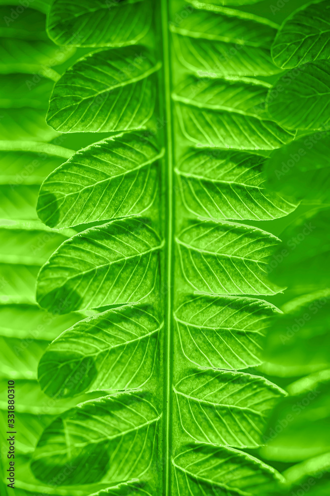 Green leaf. Green leaf of fern black background. Symbol Wildlife Ecology. Selective focus. Soft focus on the background. Green leaf. Green leaf of fern black background. Symbol Wildlife Ecology. Selective focus. Soft focus on the background.