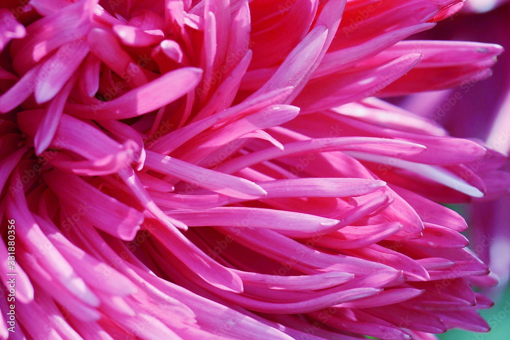 Pink Aster petals. Seasonal beauty of nature.