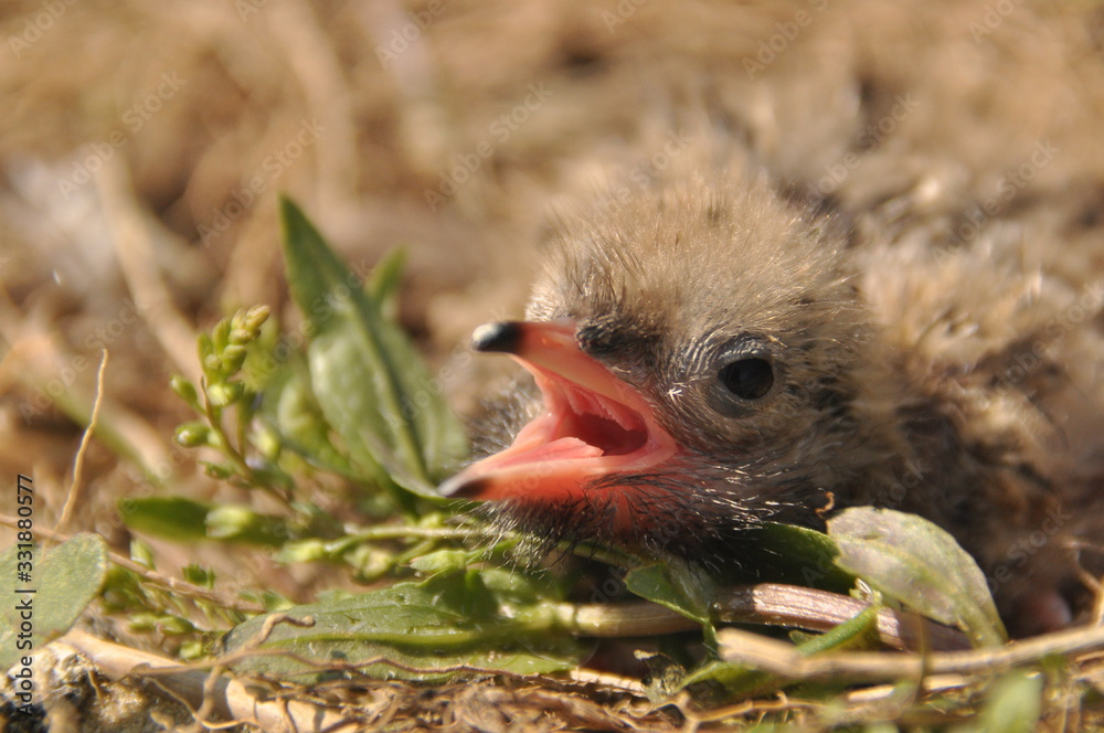 Tern chick waiting for food from their parents in a nest on the ground. Tern chick waiting for food from their parents in a nest on the ground.