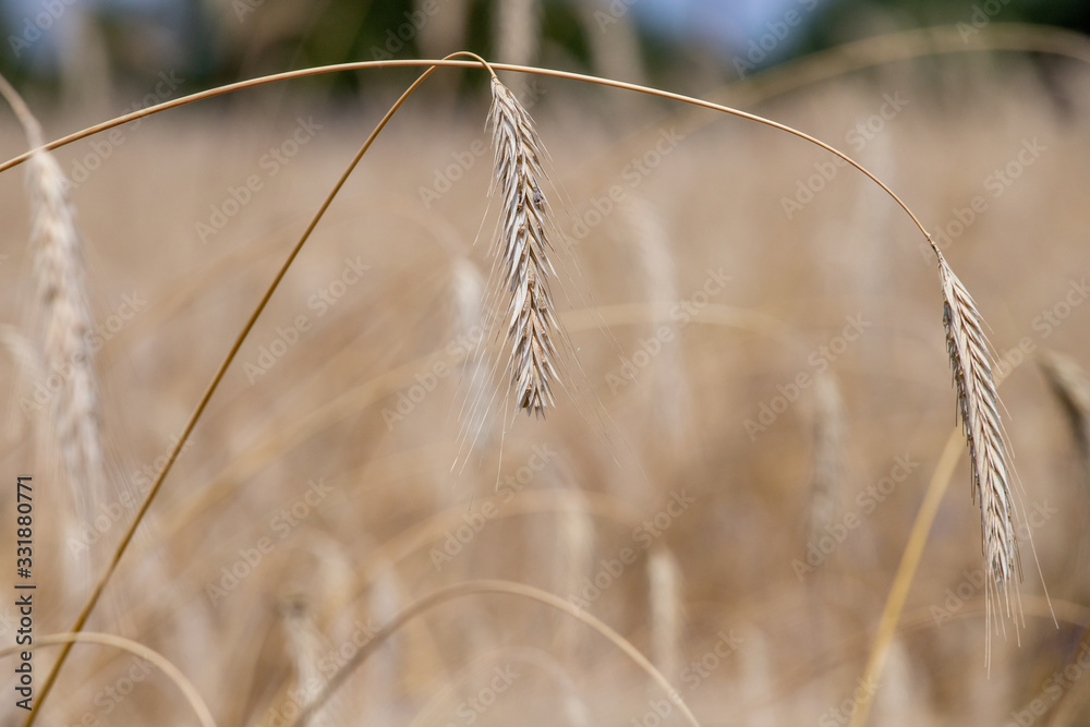 Obraz premium ripe ears of wheat on the field