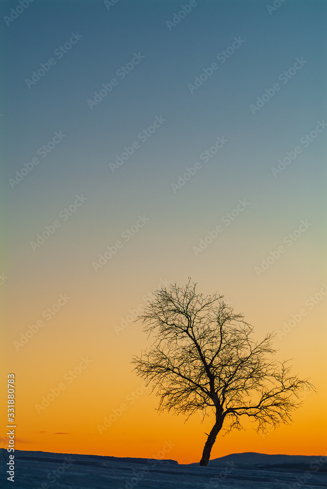 Silhouette of lonely birch tree at sunset Silhouette of lonely birch tree at sunset