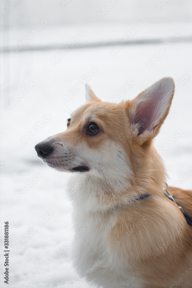 dog corgi branches snow winter