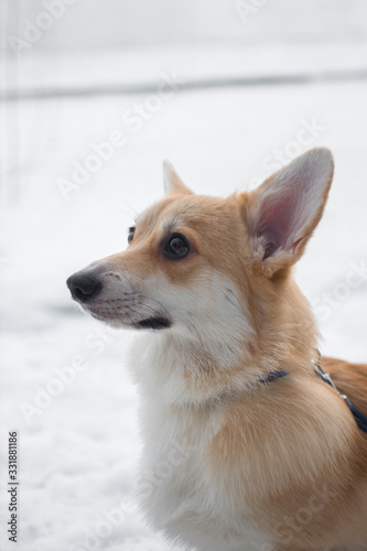 dog corgi branches snow winter