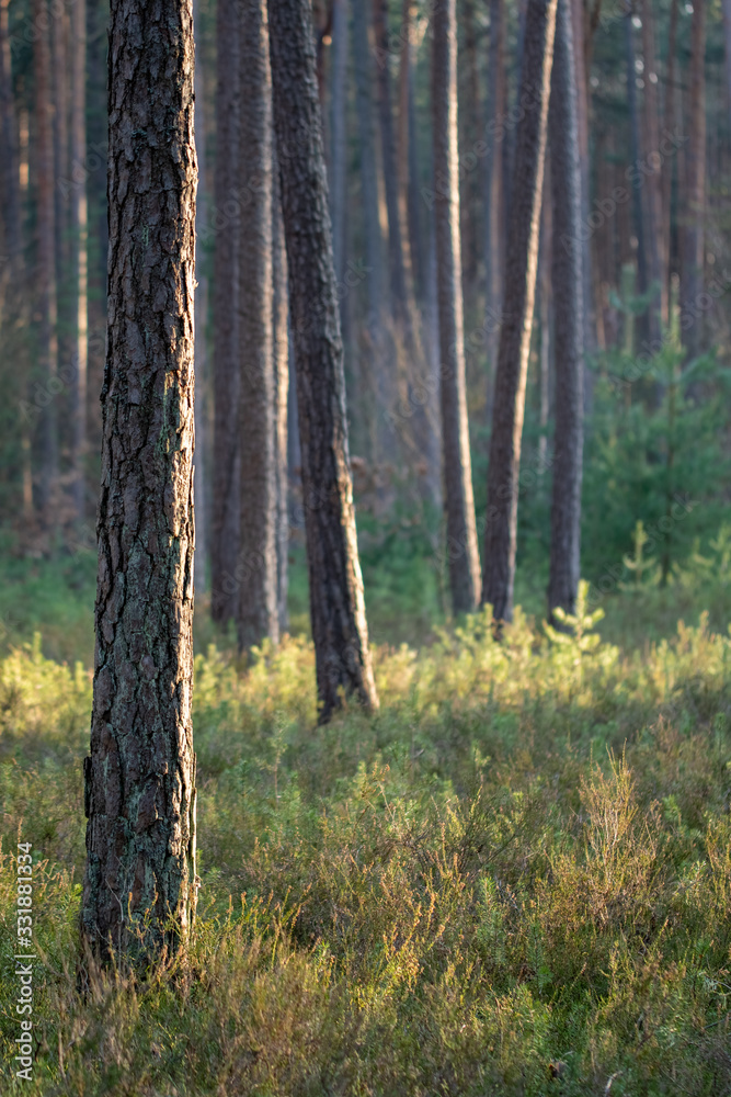 Fototapeta premium Beautiful Sunlight in Forest perfect background