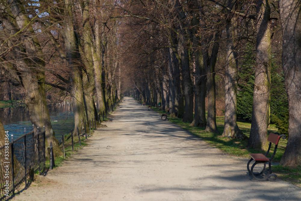 Fototapeta premium Path in a park lined with trees and benches.