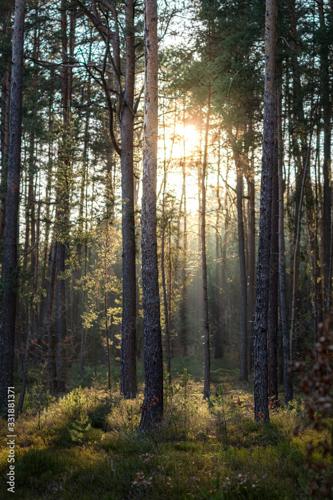 Beautiful Sunlight in Forest Beautiful Sunlight in Forest