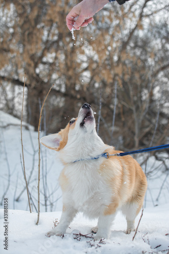 dog corgi branches snow winter © Дарья Дмитровская