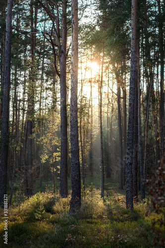 Beautiful Sunlight in Forest