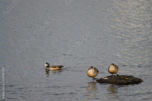 Male Chiloe wigeon to the left and Patagonian crested ducks to the right. photo