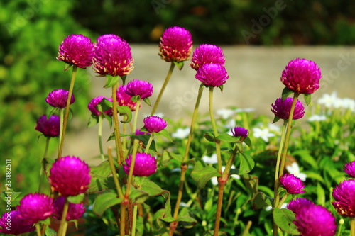 Wild Flower In The Morning In Middle Of City