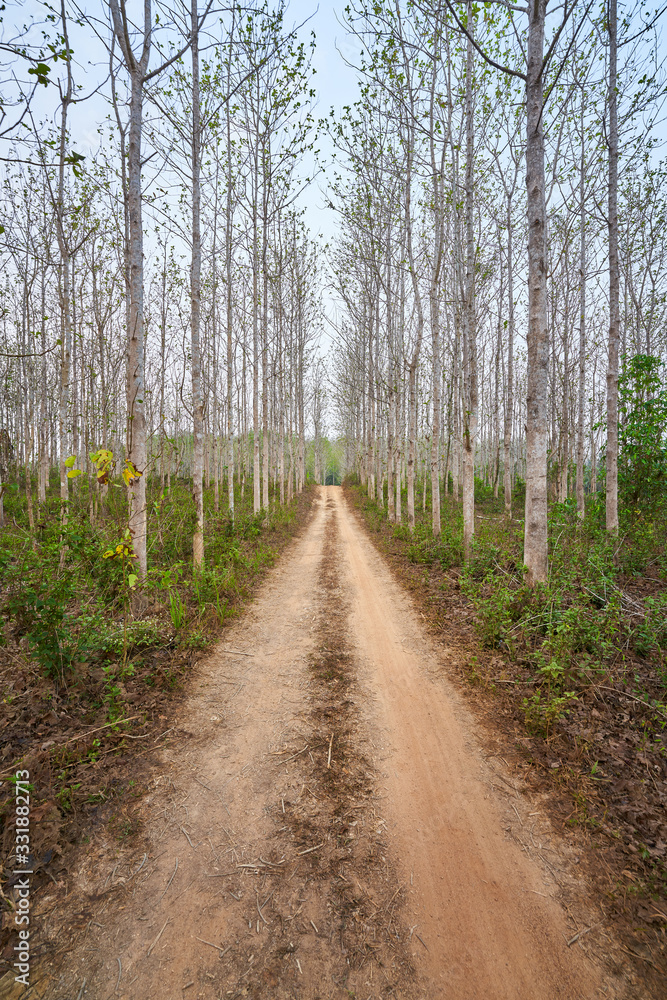 Fototapeta premium countryside road with perspective Rubber forest in chiang rai thailand
