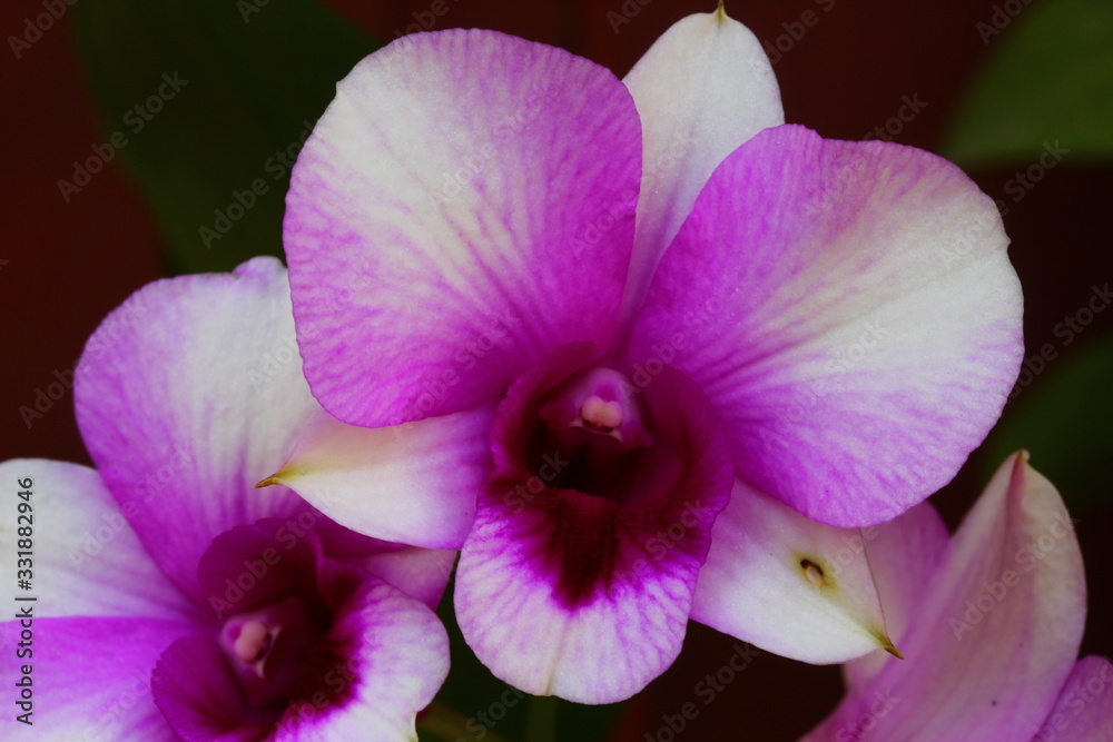 Purple Orchid On The Garden In Front Of House In The Afternoon Purple Orchid On The Garden In Front Of House In The Afternoon