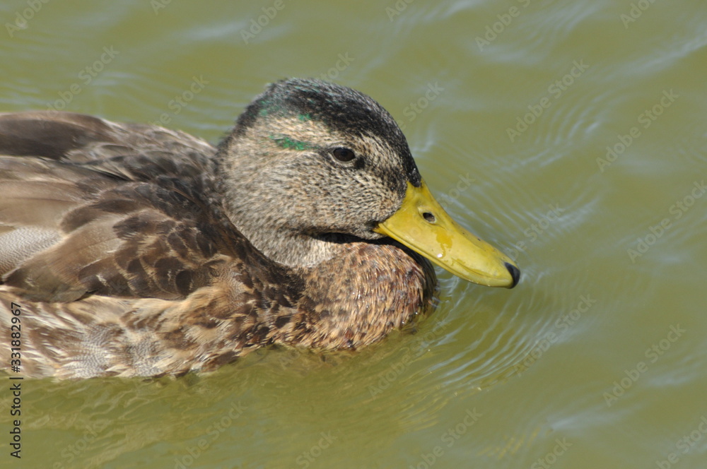 Mallard Duck. Wild bird floating on the lake. Portrait of the animal. Mallard Duck. Wild bird floating on the lake. Portrait of the animal.