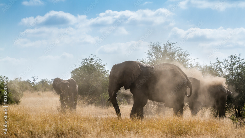 African bush elephant in Kruger National park, South Africa