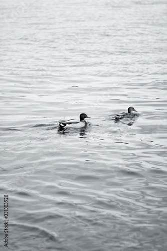 two ducks in water in black and white