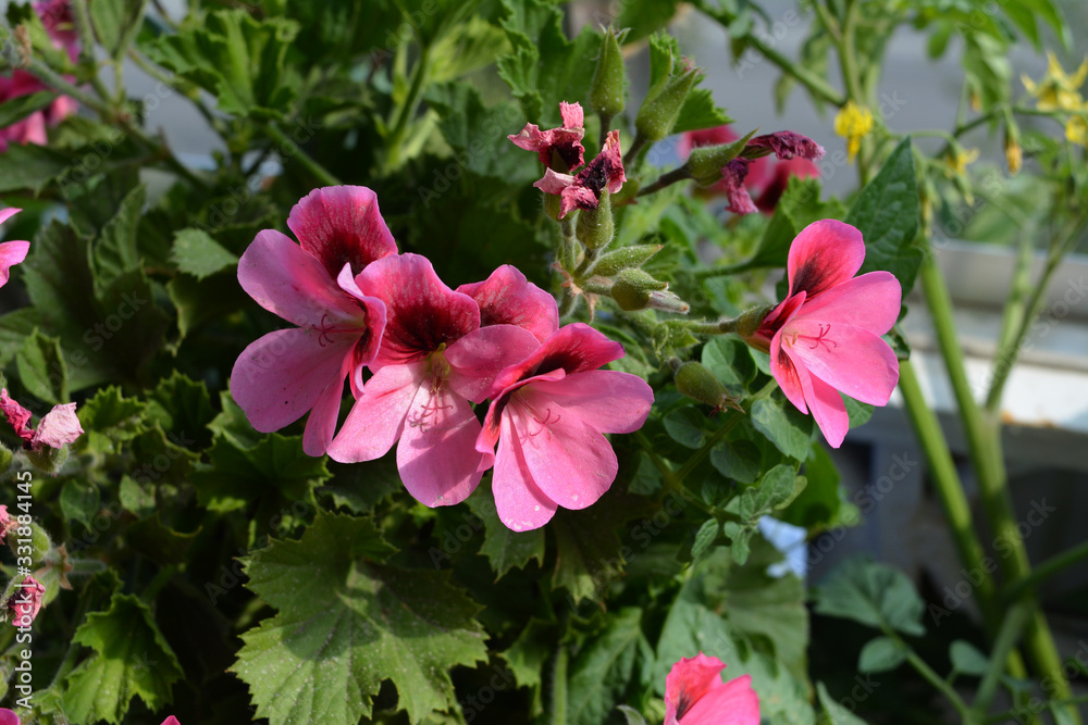 Pelargonium grandiflorum with beautiful pink flowers. Pretty garden on the balcony. Pelargonium grandiflorum with beautiful pink flowers. Pretty garden on the balcony.