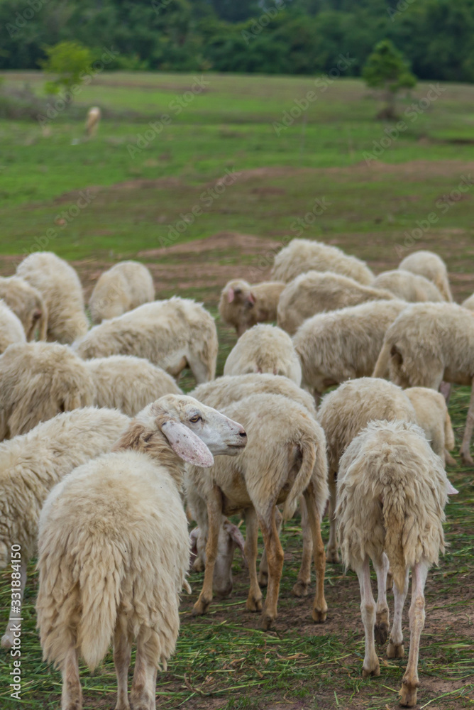 Herd of white sheeps strolling on green grass pasture Herd of white sheeps strolling on green grass pasture