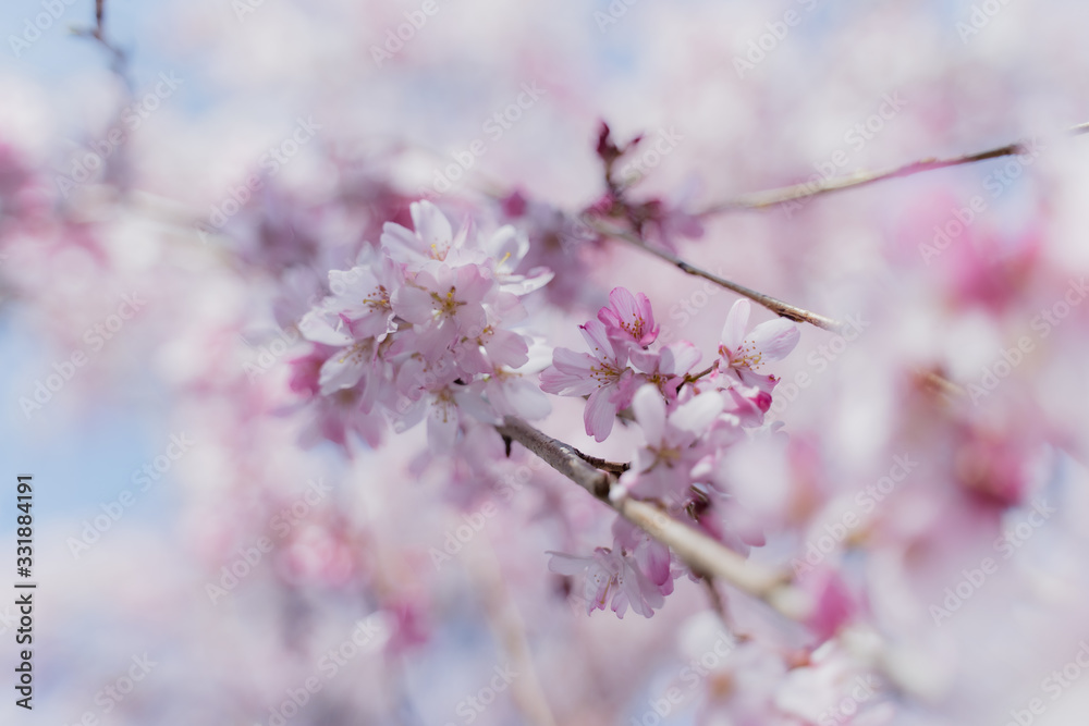 桜