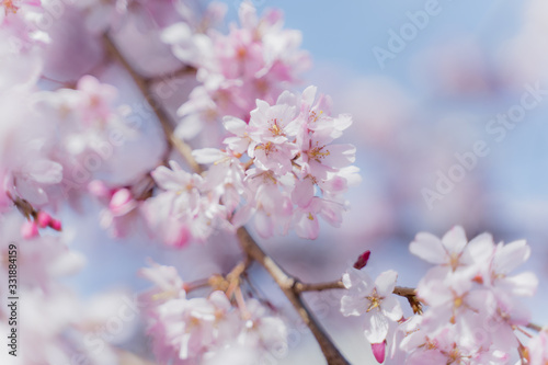 桜 © takaho