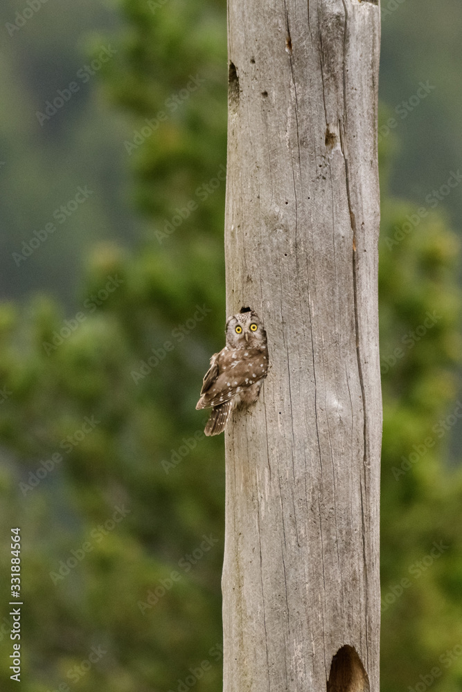 A Tengmalm's owl (Aegolius funereus) looking out of it's nest