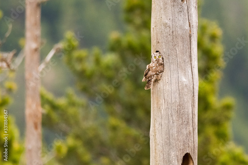 A Tengmalm's owl (Aegolius funereus) looking out of it's nest