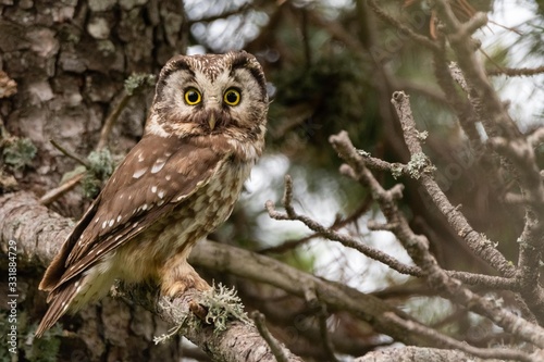 A Tengmalm's owl (Aegolius funereus)