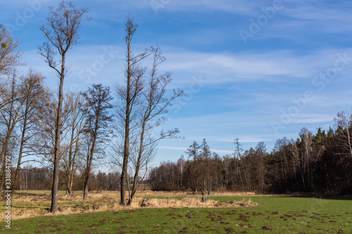 Fototapeta Naklejka Na Ścianę i Meble -  Wiosna na Podlasiu. Dolina Górnej Narwi. Piękne Podlasie, Polska