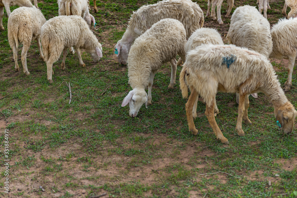 Group of sheeps eating green grass on farmland Group of sheeps eating green grass on farmland