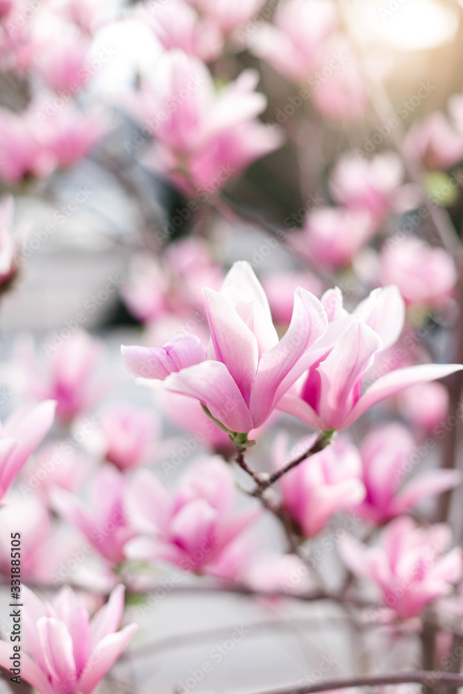 Magnolia flowers blooming in spring park. Pink bushes at city streets. Blossom tree in garden. Floral background. Magnolia flowers blooming in spring park. Pink bushes at city streets. Blossom tree in garden. Floral background.