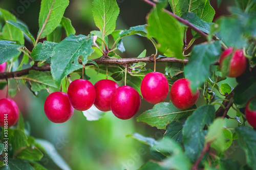 Red cherry plum fruits on the tree during ripening_