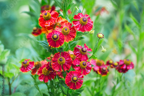 Red zinnia flowers in the garden. Decorative summer flowers_ © Volodymyr