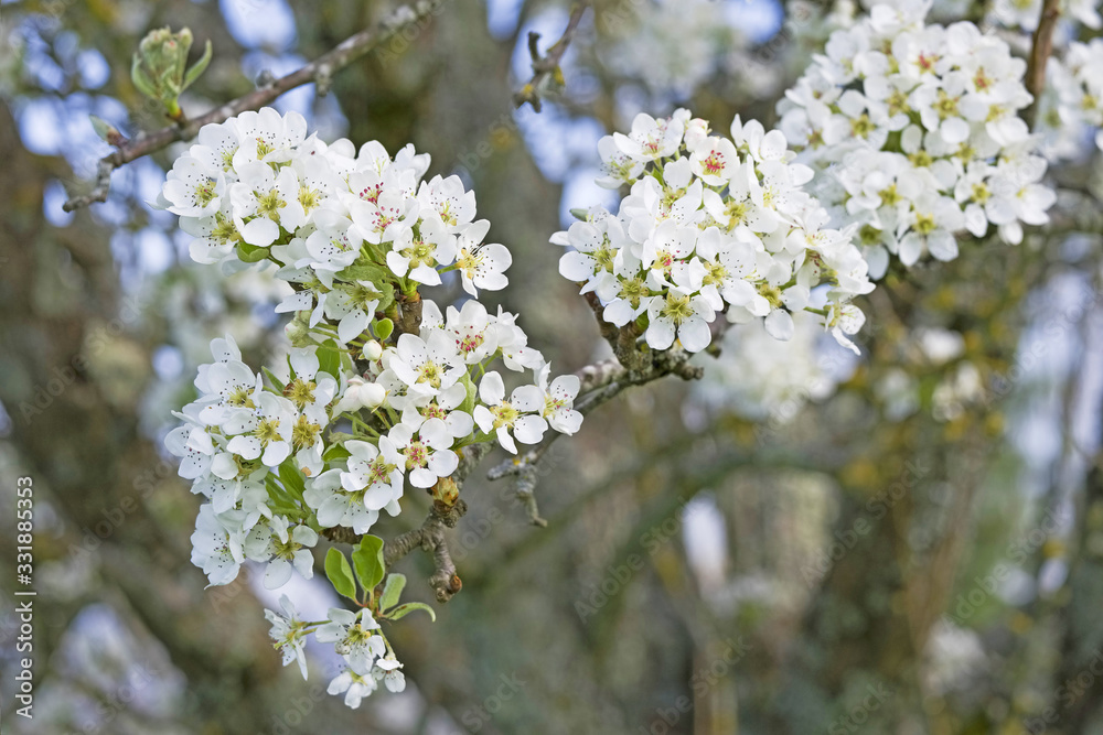 Obraz premium arbre en fleurs