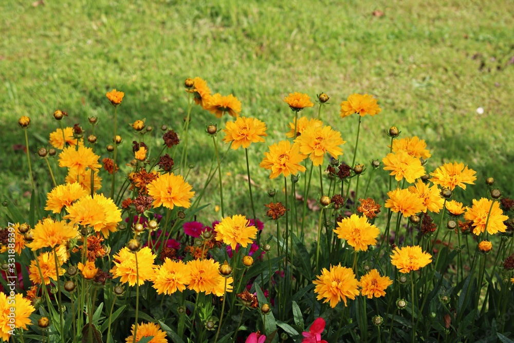 Beautiful yellow carnations are planted on a garden plot in the village