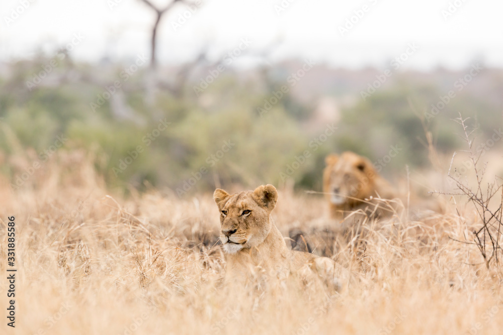African lion in Kruger National park, South Africa African lion in Kruger National park, South Africa