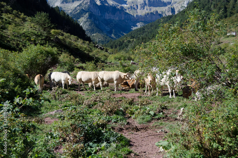 Cow grazing close to Jaca, Huesca, North Aragon, Spain. Mountainous meadow.
