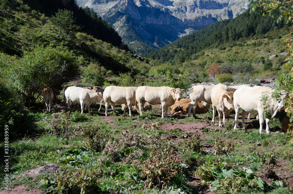 Fototapeta premium Cow grazing close to Jaca, Huesca, North Aragon, Spain. Mountainous meadow. Looking at camera