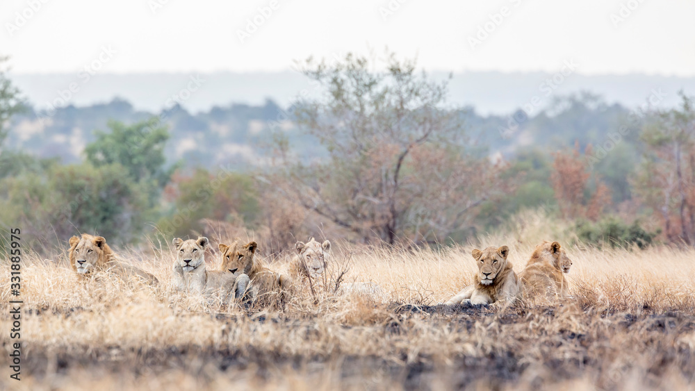 Fototapeta premium African lion in Kruger National park, South Africa